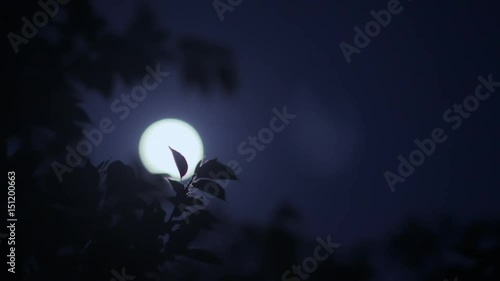 月光と風に揺れる葉