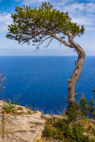 pin surplombant la méditerranée