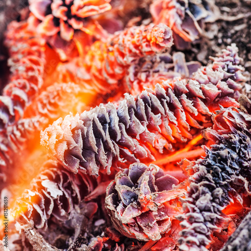 red cones closeup © Maslov Dmitry