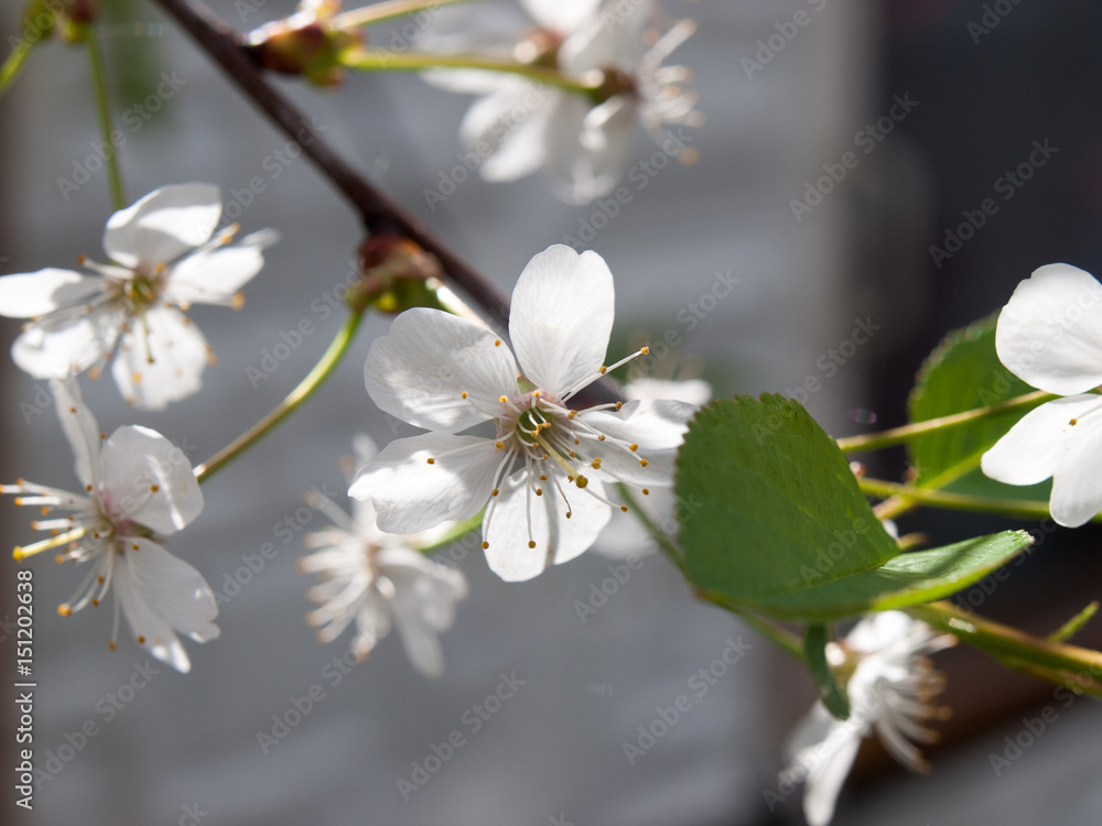 Fototapeta premium .Cherry-tree flower