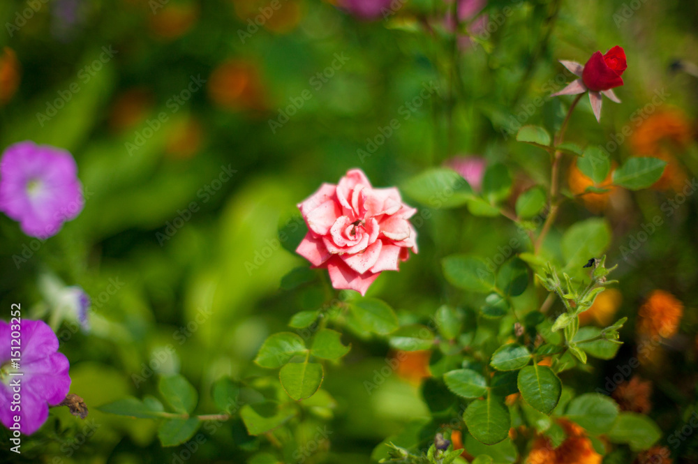Obraz premium Pink garden rose