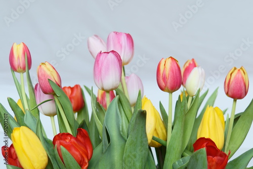 Fototapeta Naklejka Na Ścianę i Meble -  Tulipany