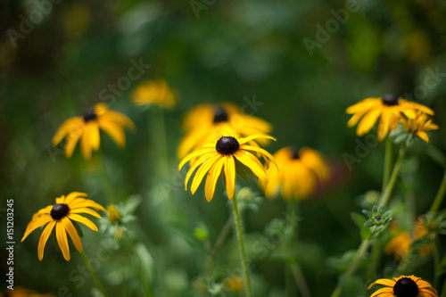 Yellow flowers