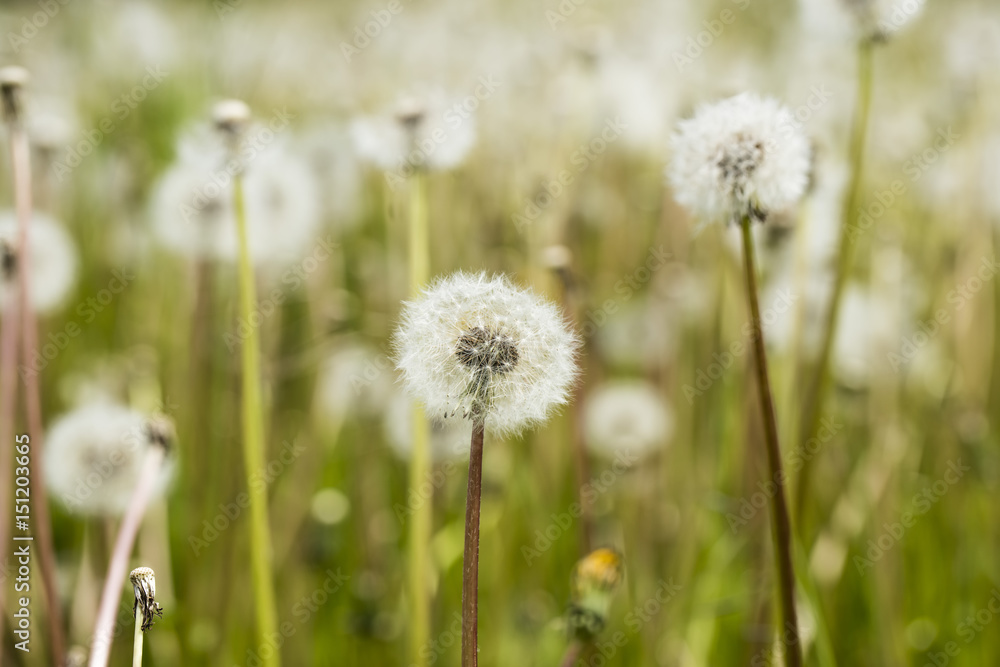 dandelions in spring dandelions in spring