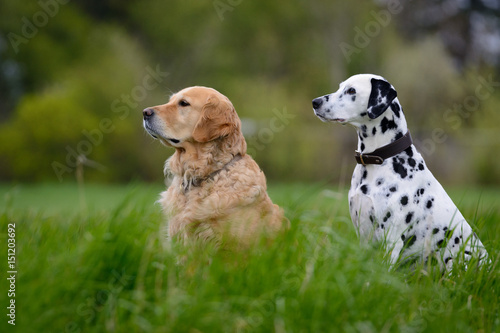 Golden Retriever und Dalmatiner sitzen aufmerksam auf einer Wiese