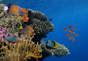 Photo of a tropical Fish on a coral reef