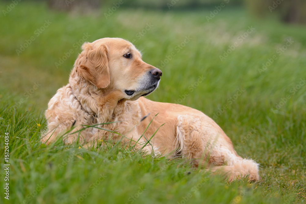 Golden Retriever liegt auf einer Wiese Golden Retriever liegt auf einer Wiese