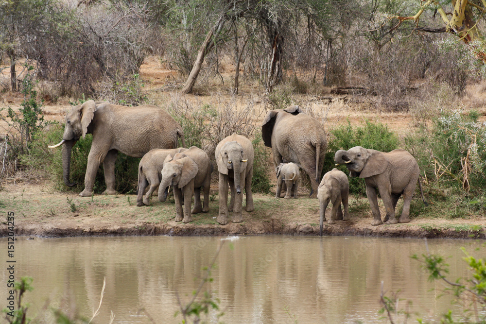 Elephant herd by a river Elephant herd by a river