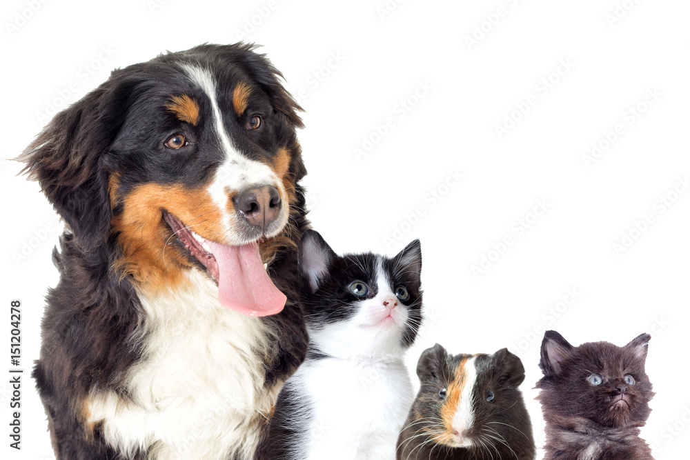Bernese Mountain Dog and kitten on a white background Bernese Mountain Dog and kitten on a white background