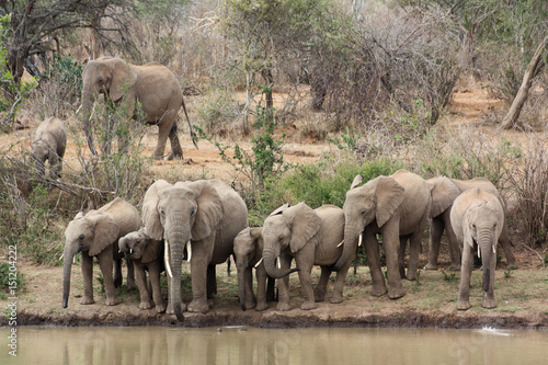 Photography Drinking elephants