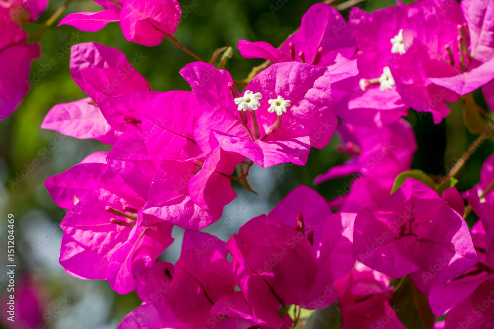 bougainvillea, paper flowers bougainvillea, paper flowers