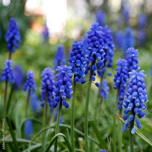 spring or easter background, blue muscari flowers in garden