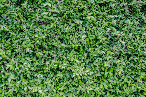 green leaf wall texture