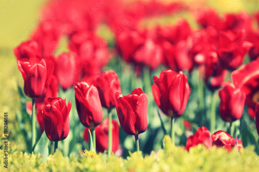 Fototapeta premium Red tulips blooming in the garden on a sunny day.