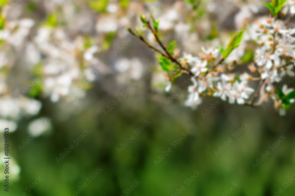 White blossom and leaves