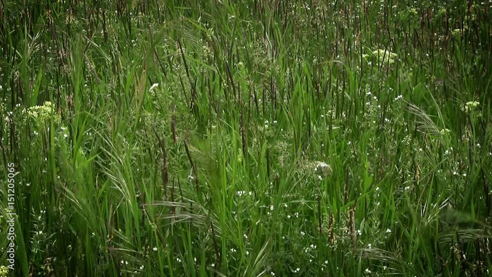Background. Prairie Grass and Wind