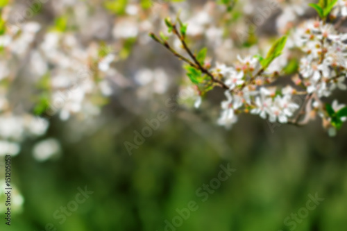 White blossom and leaves