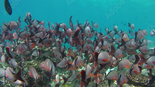 ein großer Schwarm Fische (Buckel-Schnapper) schwimmt im Korallenriff photo