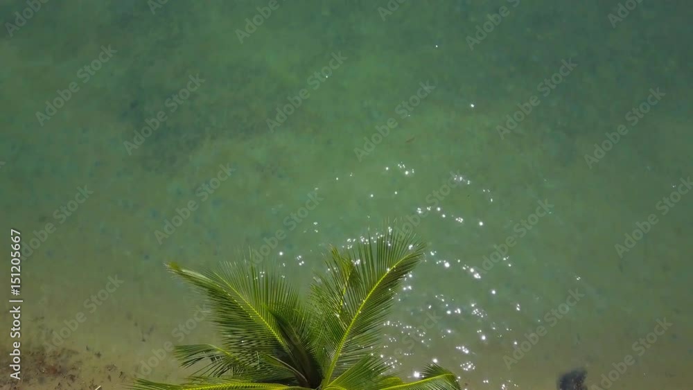 aerial flight above tropical beach with coconut palm aerial flight above tropical beach with coconut palm