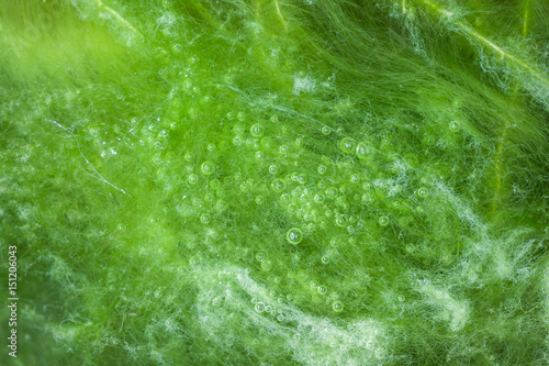 macro of thallophytic plant on a surface of water or green algae photo
