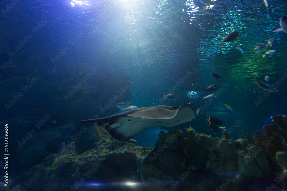 Fototapeta premium Stingray