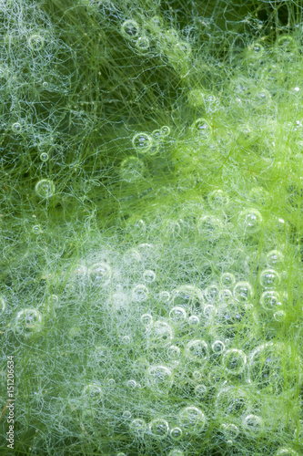 macro of thallophytic plant on a surface of water or green algae