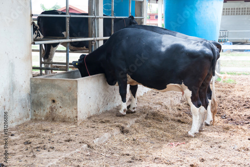 dairy cattle in Cow farm 