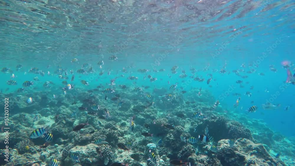 viele Fische (Gitter-Doktorfisch) schwimmen über einem Riff entlang viele Fische (Gitter-Doktorfisch) schwimmen über einem Riff entlang