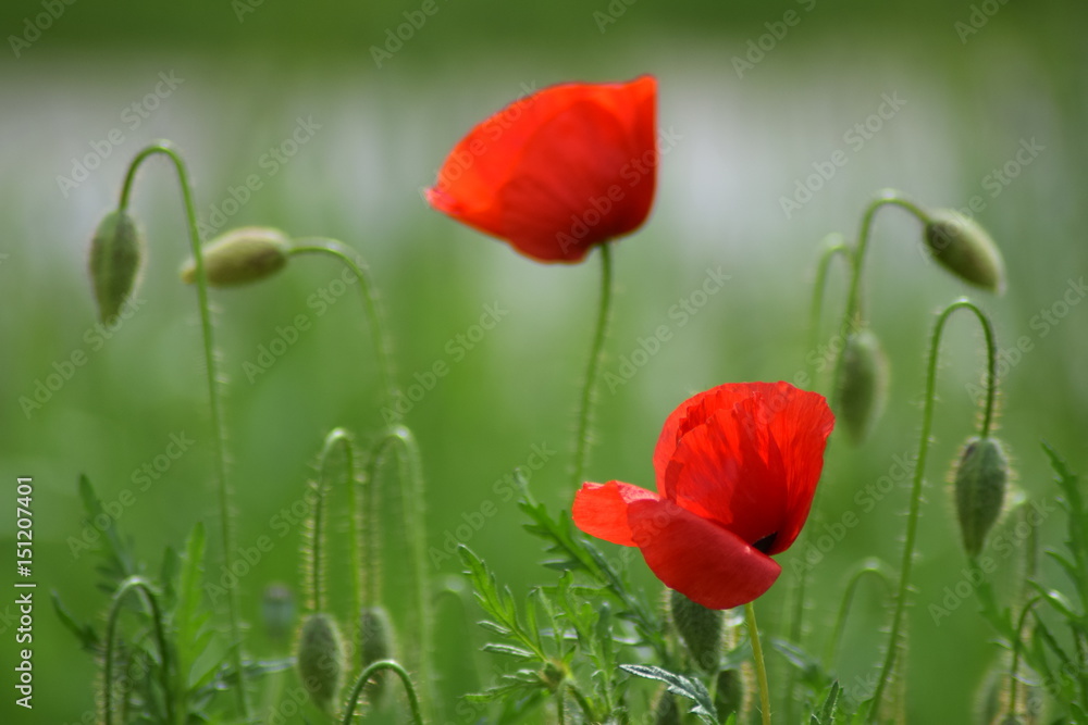 Fototapeta premium Beautiful nature with poppy 