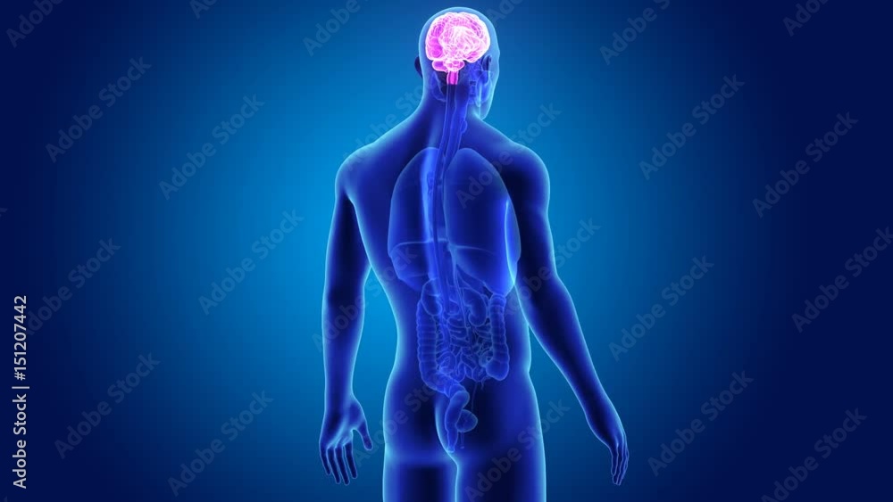 Brain with organs Brain with organs
