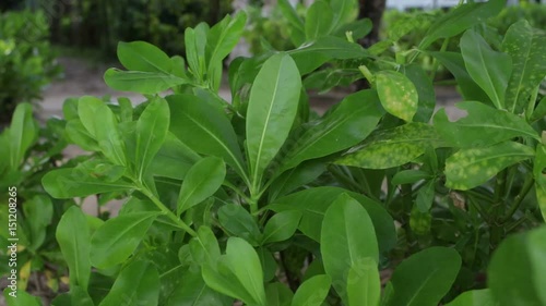 Wallpaper Mural Tropical leaves close up. Exotic island Bali, Indonesia. Torontodigital.ca