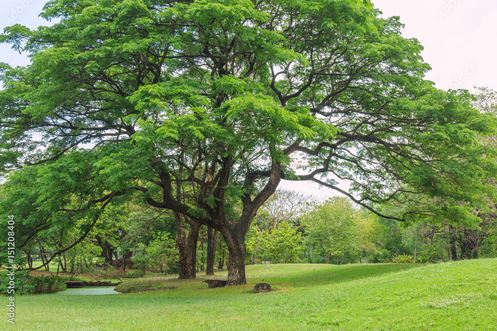 Fototapeta premium Rain Tree in the park on a sunny day
