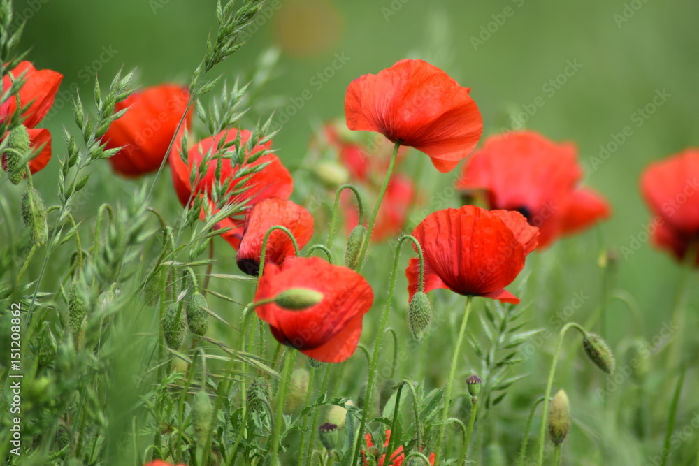 Fototapeta premium Beautiful nature with poppy 