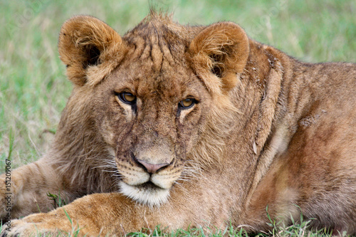 Relaxed lion