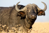 Buffalo in yellow grass
