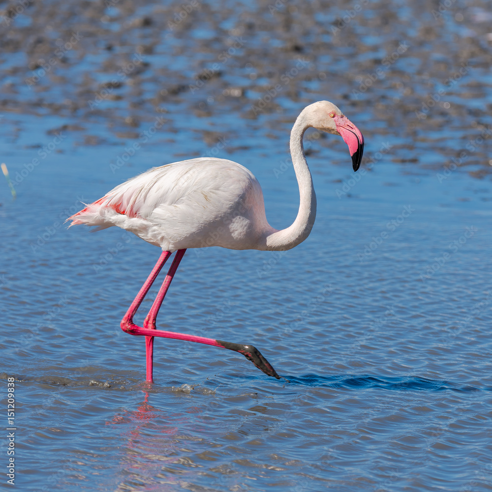 Greater Flamingo, pink bird eating in the lake in Camargue 