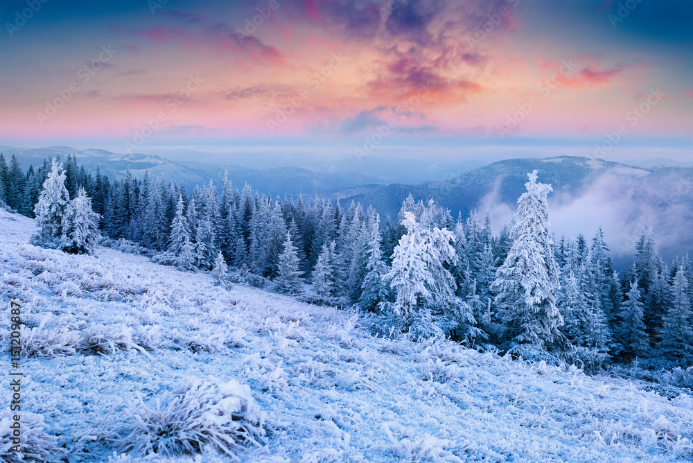 Splendid Christmas scene in the mountain forest at sunny morning Splendid Christmas scene in the mountain forest at sunny morning