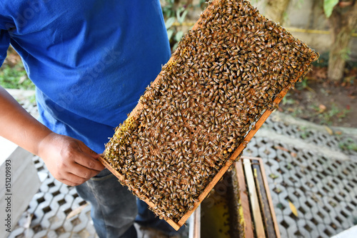 Honey bees on wooden frames in beehive.