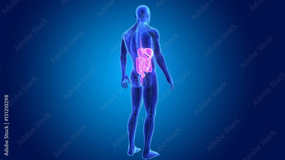 Digestive system with anatomy Digestive system with anatomy