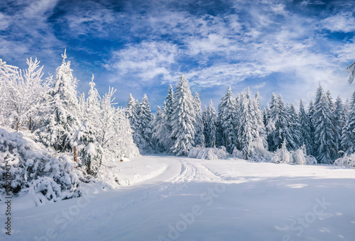 Splendid Christmas scene in the mountain forest at sunny day