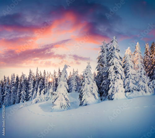 Splendid Christmas scene in the mountain forest © Andrew Mayovskyy