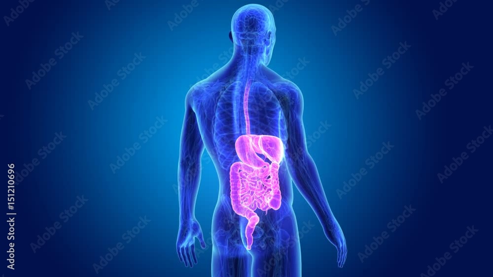 Digestive system with anatomy Digestive system with anatomy