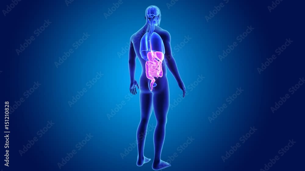 Digestive system with organs Digestive system with organs