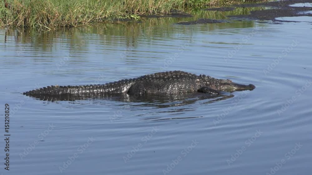 alligator swims in the shallow water alligator swims in the shallow water