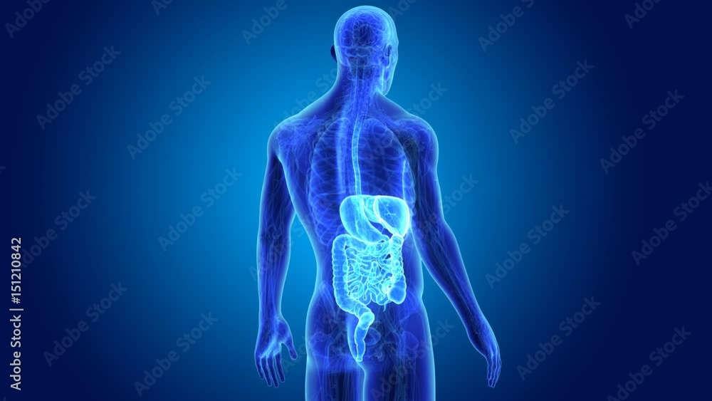 Digestive system with anatomy Digestive system with anatomy