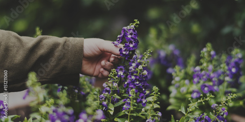 Fototapeta Naklejka Na Ścianę i Meble -  Human hand picking flower in the garden