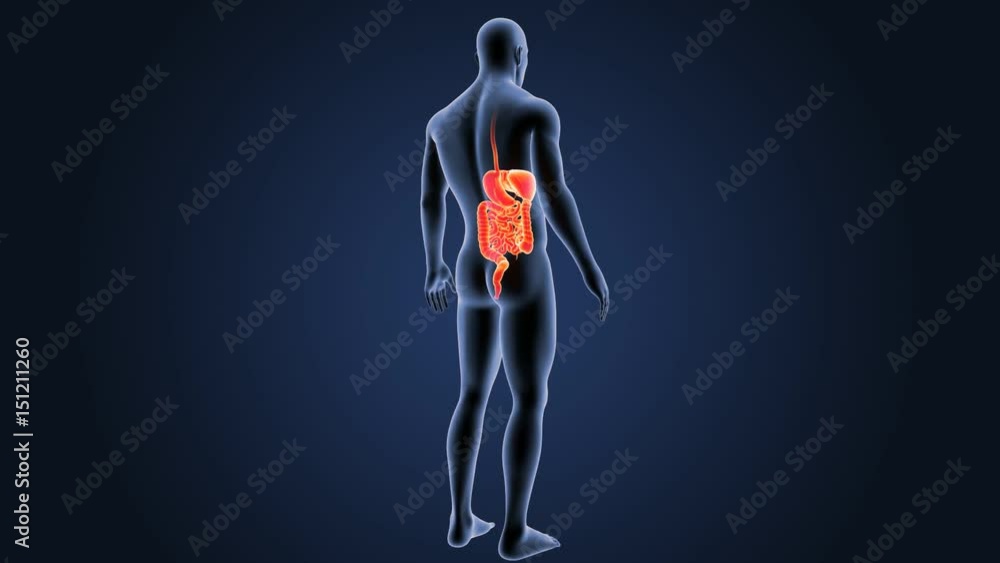 Digestive system with body Digestive system with body
