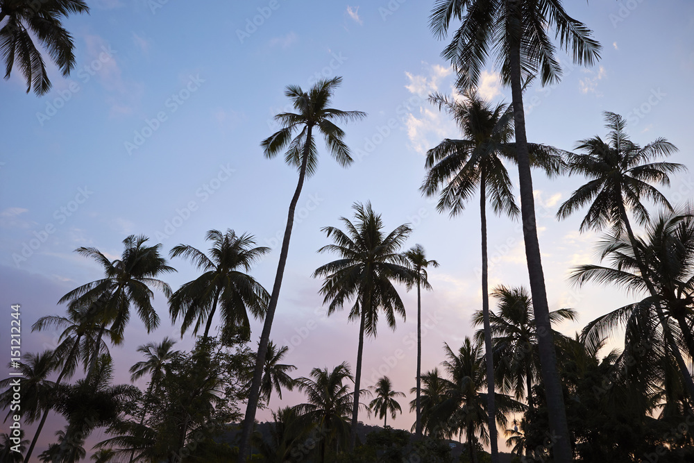 Fototapeta premium palm tree 