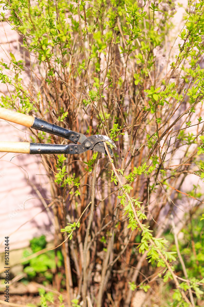 Fototapeta premium Trimming of trees and bushes big scissors in a garden
