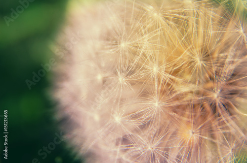 Dandelion